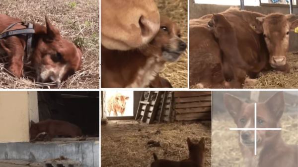 A Story About A Dog That Was Full Of Tears Of Joy When He Finally Reunited With The Cow Who Took Care Of Him